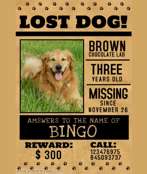 Missing Pet Poster Templates 13 Free Printable Word PDF